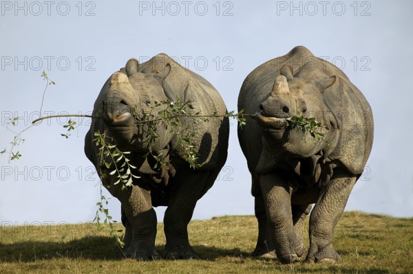 INDIAN indian rhinoceros (rhinoceros unicornis), pair feeding on the same branch