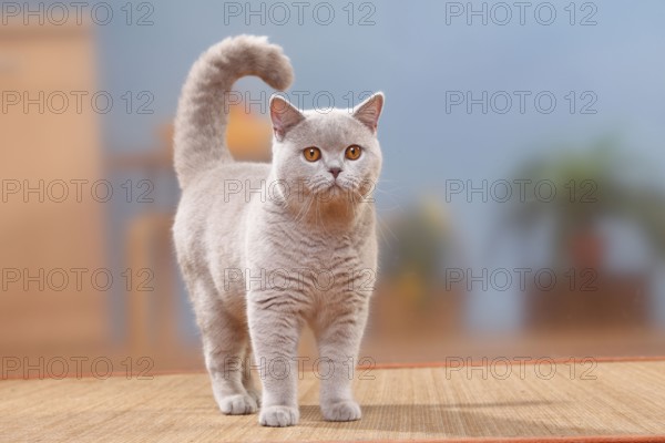 British shorthair cat, male, lilac, 6 months/ BKH