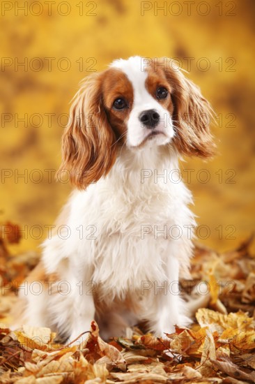 Cavalier King Charles Spaniel, male, blenheim, 10 months, autumn leaves
