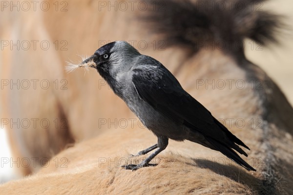 Jackdaw (Coloeus monedula) (Corvus monedula) collecting hair from back of Przewalski's Wild Horse