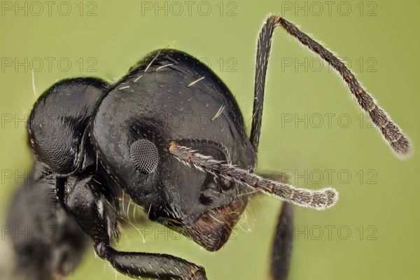 High magnification shot of an ant, it shows how hairy they can be