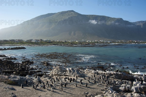 African penguin on the beach, Betty's Bay, Western Cape, South Africa Black-footed Penguin