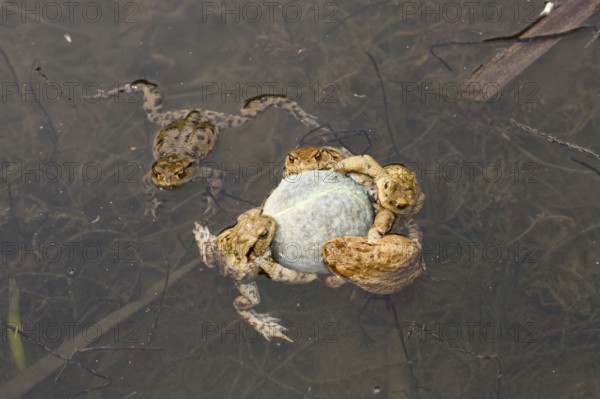 Common Toads (Bufo bufo) clinging Tennis ball, Bavaria, Germany, mating season, Europe