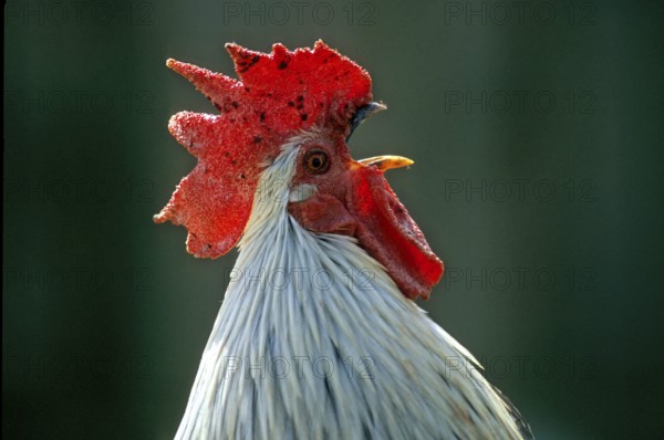 Ohiki, Minohiki-Chabo, Domestic Chicken, Southern Japanese Bantam Breed
