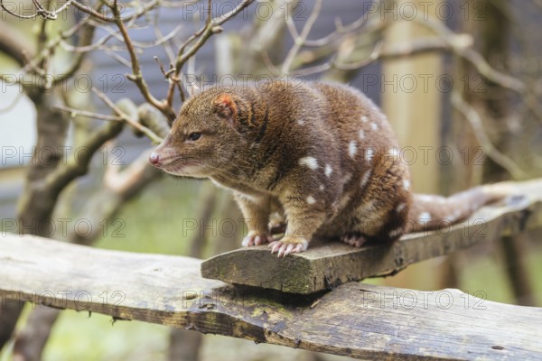 A Spotted-Tailed Quoll is spotted near Cradle Mountain, Tasmania, Australia, Oceania