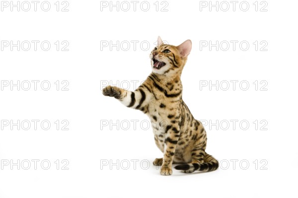 BROWN SPOTTED BENGAL HOUSE CAT, ADULT, HOLDING UP FRONT LEG