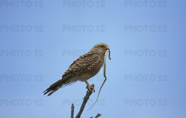 Common kestrel (falco tinnunculus), adult on branch with a snake in its beak, Masai Mara Park in