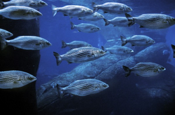 Rock Bass, Rock Perch, Other Animals, Fish, Perch-like, Animals, STRIPED BASS morone saxatilis,