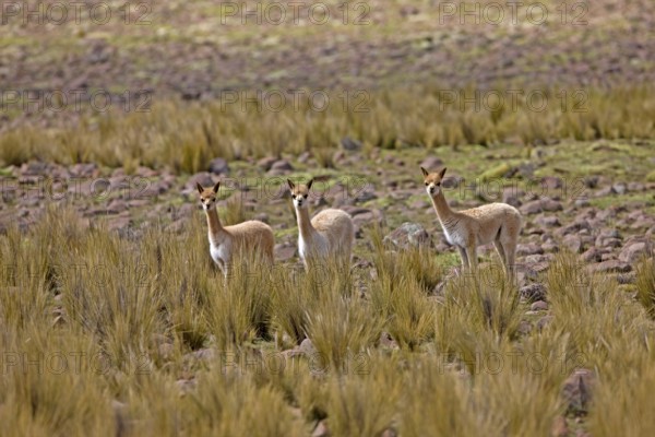 Vicuña (vicugna vicugna), PAMPA GALERAS NATIONAL RESERVE, PERU