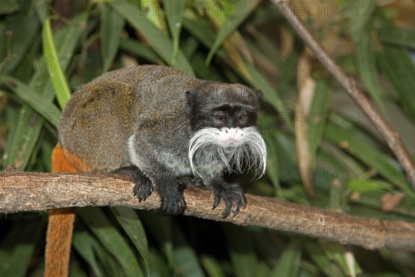 EMPEROR TAMARIN (saguinus imperator) subgrisescens ON A BRANCH AGAINST GREEN FOLIAGE