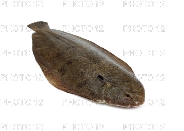 Sole, Sole (solea solea), Other animals, Fish, Flatfish, Animals, Sole Fish, Fresh Fish against