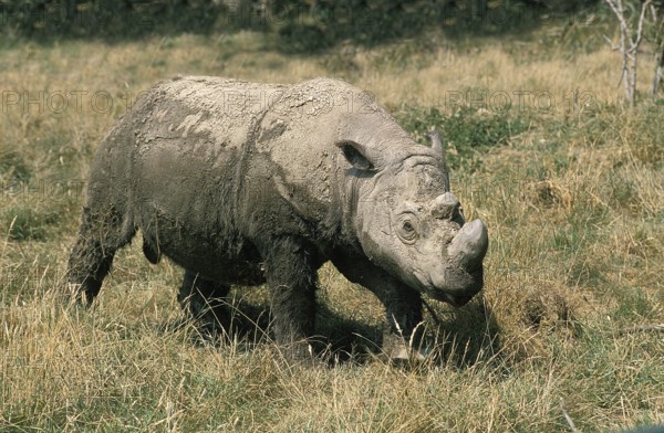 Sumatran Rhinoceros (dicerorhinus sumatrensis), Adult