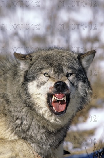 NORTH AMERICAN GREY WOLF (canis lupus occidentalis), ADULT SHOWING TEETH, THREAT POSTURE, CANADA