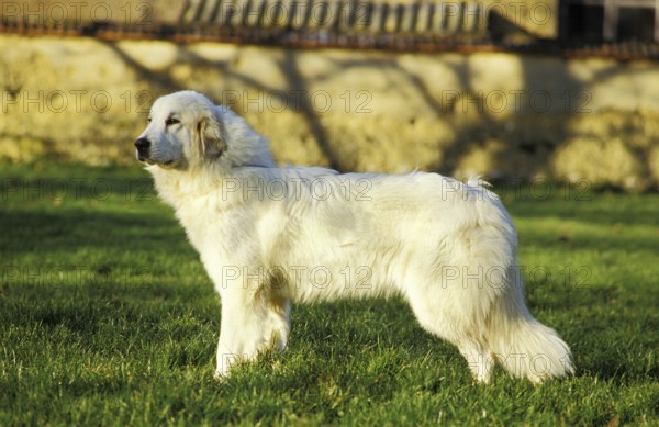 Great Pyrenean Hound or Pyrenean Mountain Dog