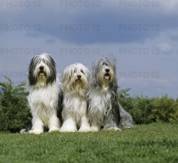 Bearded Collie, group sitting on grass