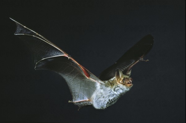 Mouse Eared Bat (myotis myotis), Adult in Flight against Black Background