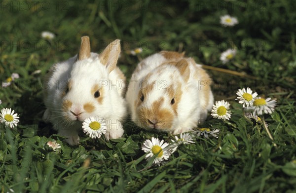 Dwarf Rabbits, Youngs with Daisies