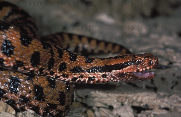 Asp Viper (vipera aspis), Adult with Open Mouth