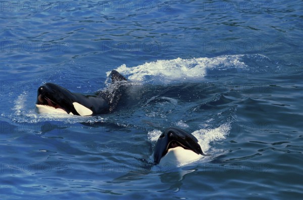 Killer Whale (orcinus orca)