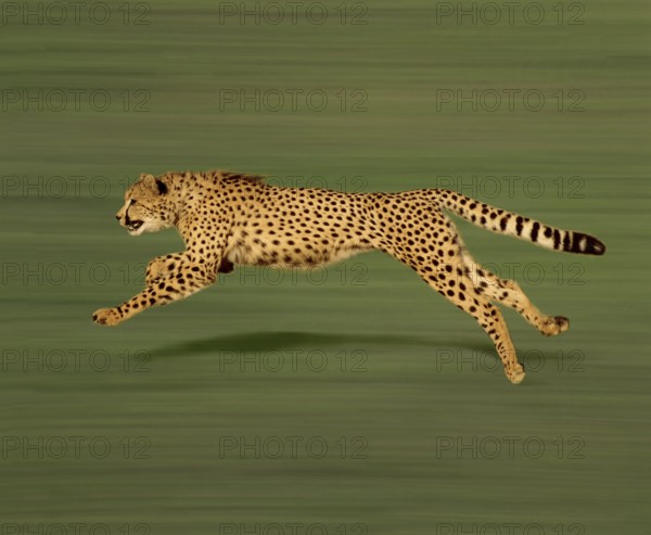 Cheetah (acinonyx jubatus), Adult running