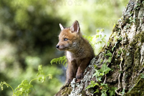 RED FOX (vulpes vulpes), PUP, NORMANDY IN FRANCE