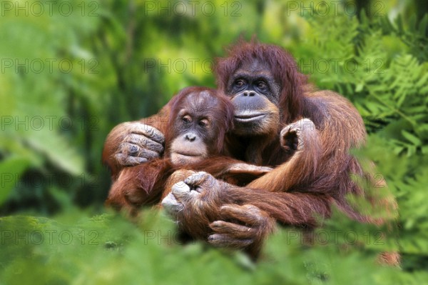 Sumatran Orang Utans, female with young (Pongo pygmaeus abelii)