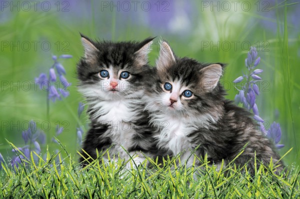 Norwegian Forest Cats, Kittens