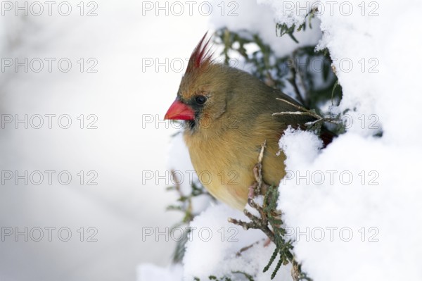 Common cardinal, female, Northern cardinal (Cardinalis cardinalis), Canada, North America