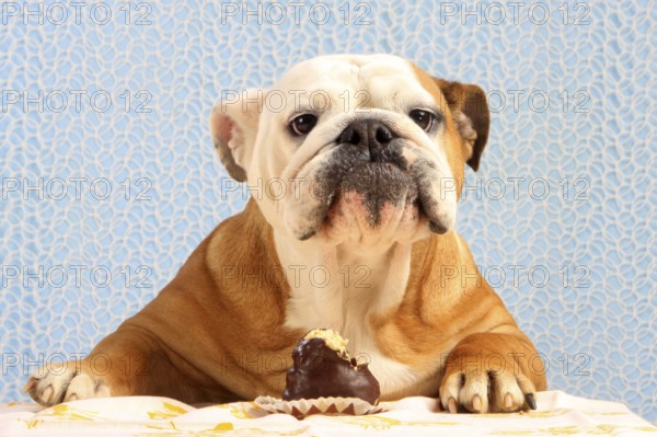 English Bulldog and Moorhead