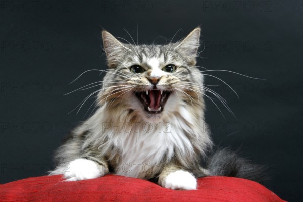 Norwegian Forest Cat