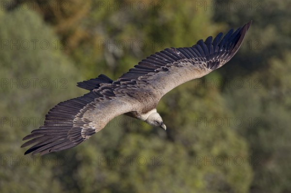 Griffon Vulture (Gyps fulvus), Extremadura, Spain, Europe