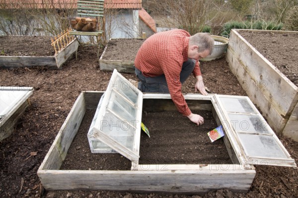 Man at sowing in cold frame, sowing, saeet