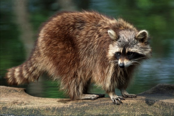 Raccoon (Procyon lotor), lateral, detachable