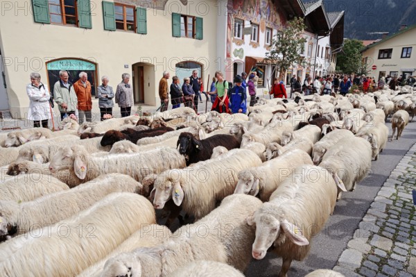 Domestic sheep at the Almabtrieb, Mittenwald, Werdenfelser Land, Bavaria, sheep, flock of sheep,