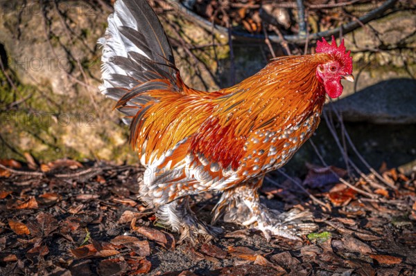 Feather-footed cock, Brahma chicken (Gallus gallus domesticus) in the sunshine in January in the