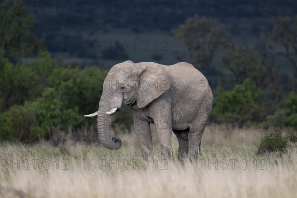 African elephant (Loxodonta africana) bull, Lush Private Game reserve, Pilanesberg National Park,