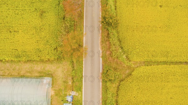 Aerial view of one lane country road between beautiful rice paddies with golden color and