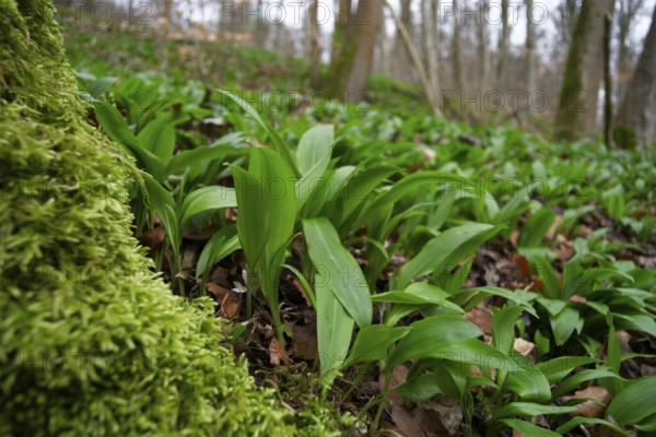 Carpets of wild garlic (Allium ursinum) in the Jagst valley near Kirchberg, Jagst, Hohenlohe,