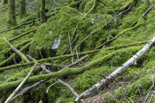 Deadwood with moss, Arna, Vestland province, Bergen, Norway, south-west coast, Scandinavia,