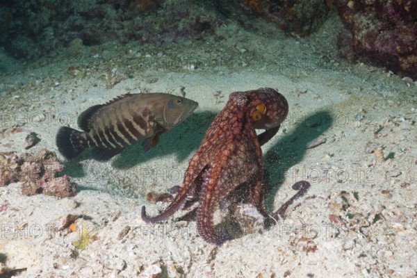 Octopus, Octopus sp., La Paz, Baja California Sur, Mexico, Central America