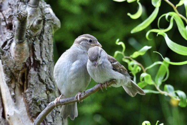 Young house sparrow on a tree branch. Young house sparrow on a tree