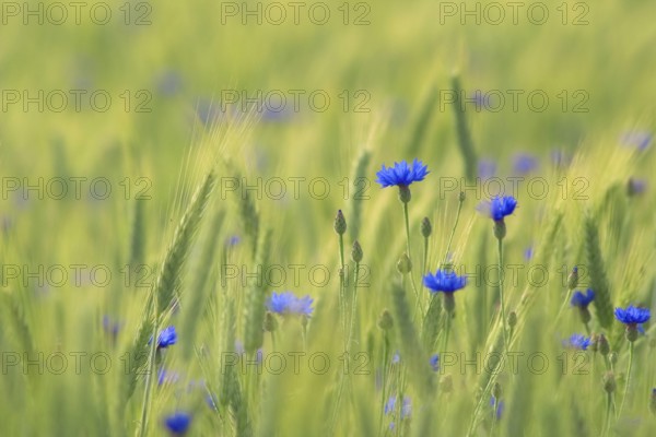 Blue cornflowers (Centaurea cyanus) in a Barley (Hordeum vulgare) corn field near Andechs, Bavaria,