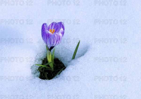 Close up of blossom of lilac Spring Crocus (Crocus vernus) in the snow, Munich, Bavaria, Germany,