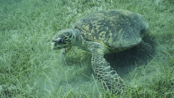 Very old-aged male Hawksbill Sea Turtle or Bissa (Eretmochelys imbricata) eats Round Leaf Sea Grass