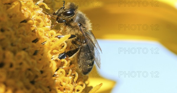 Honey Bee (apis mellifera), Adult Foraging on Sunflower, Pollinisation act, Bee Hive in Normandy,