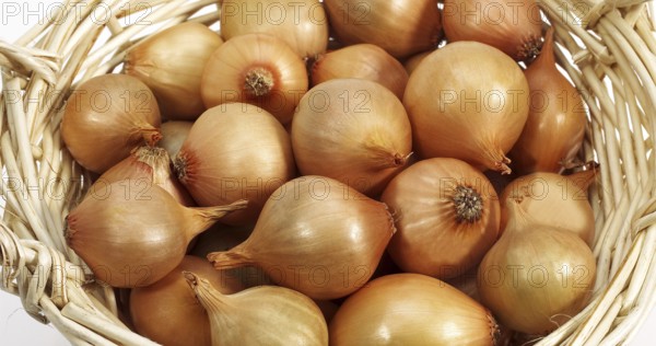 French Onion (allium cepa) called Grelot, Vegetables in Basket