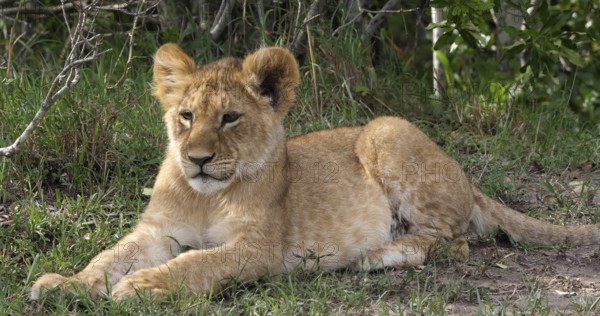 African Lion (panthera leo), cub laying down looking around, Masai Mara Park in Kenya