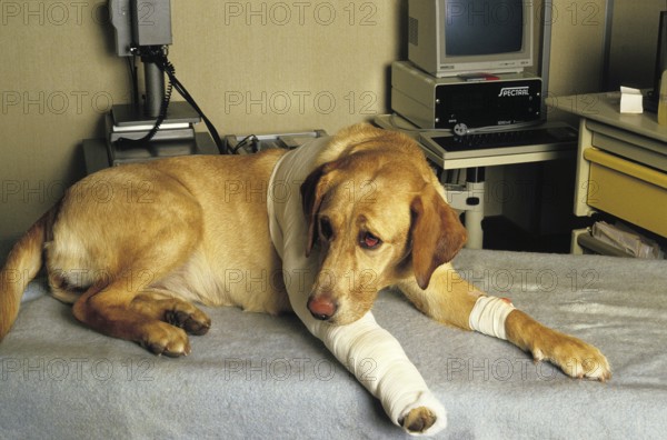 Dog at Vet with a Bandage, Leg Injury