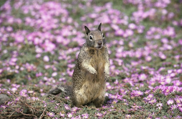 Western Gray Squirrel (sciurus griseus), Adult standing in Flowers, Standing on Hind Legs,
