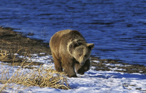 GRIZZLY BEAR (ursus arctos horribilis), ADULT WALKING ON SNOW, ALASKA